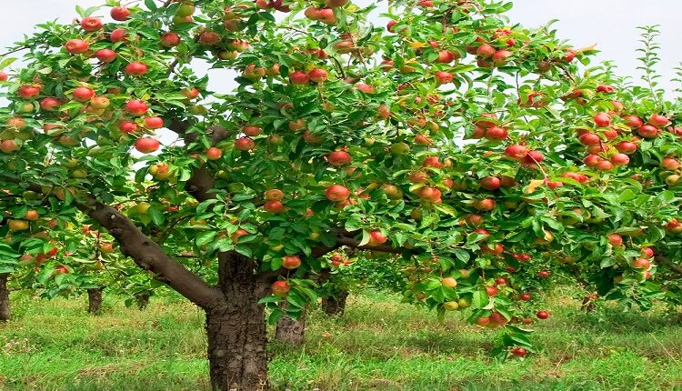 Apple Trees